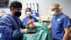 pig heart