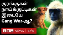 குரங்குகளுக்கும் நாய்க்குட்டிகளுக்கு அப்படி என்ன பிரச்சனை?