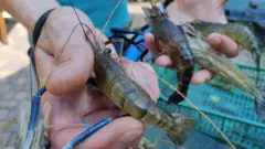 Як у Черкасах українську креветку з міфу перетворили на реальність