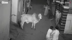 पागल सांड