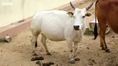 పుంగనూరు ఆవు