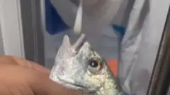 कोरोना, माशा, पाणघोडा, चीन