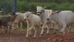गाय