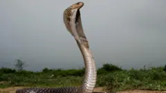 நல்ல பாம்பு