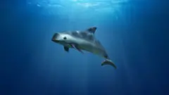 иллюстрация - морская свинья, вакита