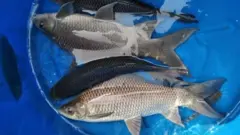 আইপিআরএস পদ্ধতিতে উৎপাদিত মাছ