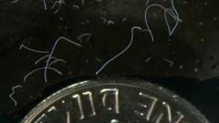 la bactérie Thiomargarita magnifica (filaments blancs) comparée à une pièce de 10 cents.