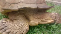 Ijapa to wa ni afin Ṣọun Ogbomọṣọ