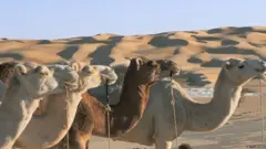 Camels and sand dunes