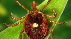 The white spot on the lone star tick makes it easily identifiable
