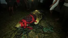 buaya di Palu.