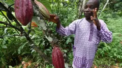 Men dey with im cocoa plantation