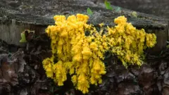 Physarum polycephalum en un árbol en un bosque de Norfolk.