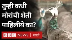 मयूर पालन