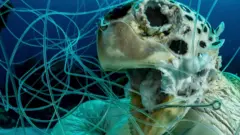 Tartaruga morta enroscada em linha de pesca