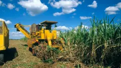 Colheita mecanizada de cana-de-açúcar