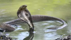 কিং কোবরা বা শঙ্খচূড়