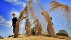 ਕਿਸਾਨ ਝੋਨਾ