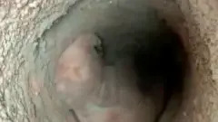 हाथी का बच्चा