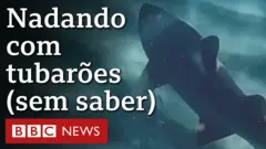 Jason Iggleden faz imagens aéreas incríveis da praia de Bondi, em Sydney, onde banhistas nadam com tubarões sem notar a presença deles