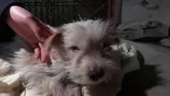 拯救萬隻武漢小動物的男人
