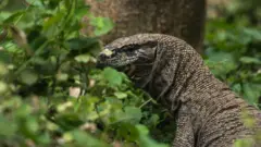 બેંગાલ મૉનિટર લિઝર્ડ