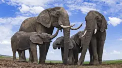 ዝሆኖች