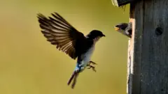 தமிழ்நாடு பறவைகளுக்காக பயிர் செய்யும் விவசாயி