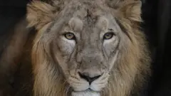 भारतातल्या या राज्यात सिंह किनारपट्टीवर का येत आहेत?