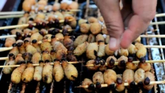 Comida hecha de insecto