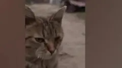 Wannan ne abin da ya faru a lokacin da wata mage ta kutsa cikin bidiyon da wakilin BBC yake naɗar rahotonsa a Ukraine.