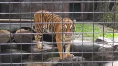Harimau di Kebun Binatang Bandung