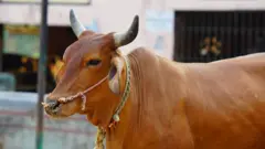गाई