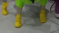 哈雷小犬如何在醫院協助醫護人員