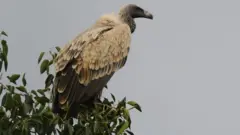 கழுகு