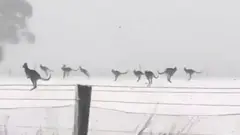 કાંગારૂ
