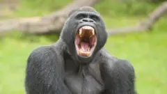 గొరిల్లా