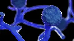 Imagem de fungo em 3D