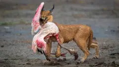 A caracal carrying it's prey, a flamingo, in Ndutu, Republic of Tanzania