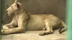 સિંહ
