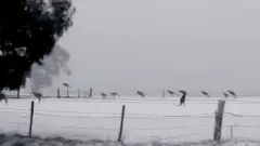 Kangurular kar üzerinde zıplarken görüntülendi