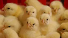 واکنش‌ها به انتشار ویدیوی زنده به گور کردن هزاران جوجه در ایران