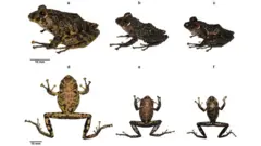 Gambar kodok Pristimantis ledzeppelin