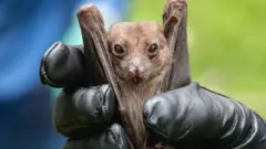 ਮਰਬਰਗ ਵਾਇਰਸ