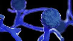 মিউকোর ছত্রাক- আঁকা ছবি