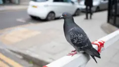 कबूतर