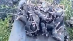 Нашествие мышей в Австралии