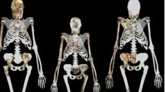 హోమినిన్స్