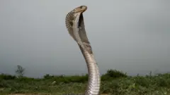 ভারতীয় কেউটে