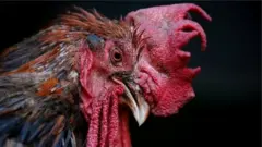 Chicken